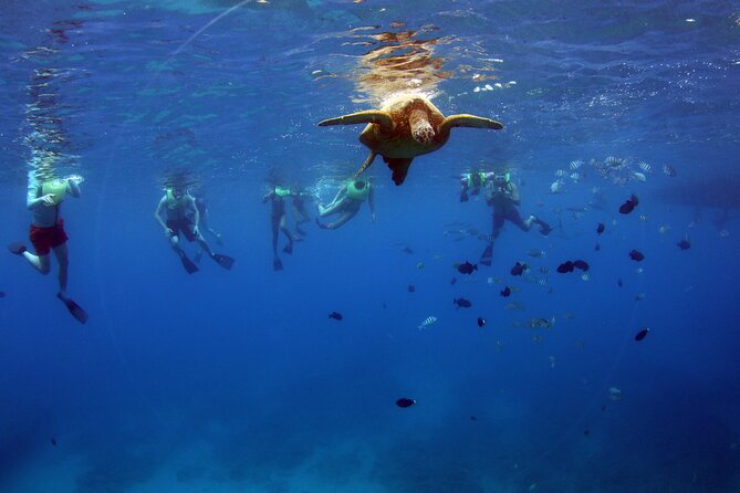 3 Zipline Adventure and 3.5 hour Afternoon Snorkel Cruise - Moving from Kapolei to Ko Olina Marina