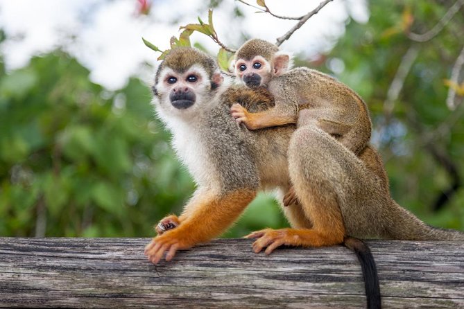 Adventure Bundle: Monkeyland, Ziplines & Buggies Punta Cana - Coffee, cacao, coconut, and Dominican products