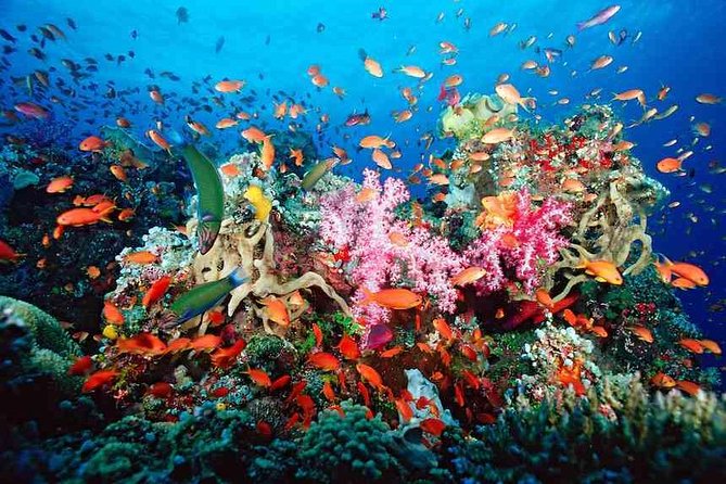 ATV Adventure Combo with Snorkeling, Ziplines, Cenote, and Lunch - Pickup from Cancun, Playa del Carmen, and Tulum