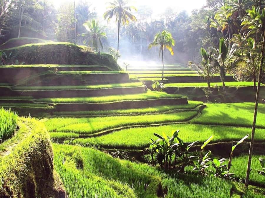Bali: Ubud Day Tour with Swing and Zipline - Key Points Before You Book