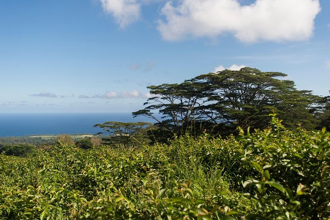 Big Island Kohala Canopy Zipline Adventure - Guides Who Make Beginners Feel at Ease