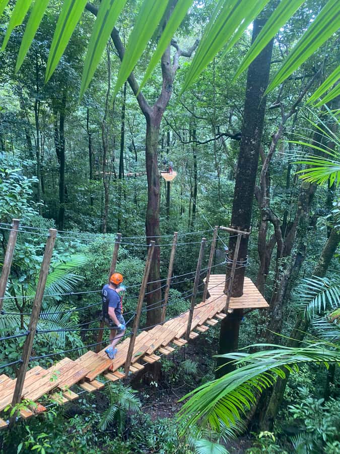 Cairns: Daintree Rainforest Canopy Ziplining Tour - Getting Ready for a Canopy Course