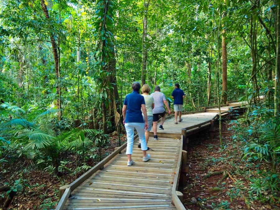 Cairns: Daintree Rainforest Canopy Ziplining Tour - Flying Between the Trees