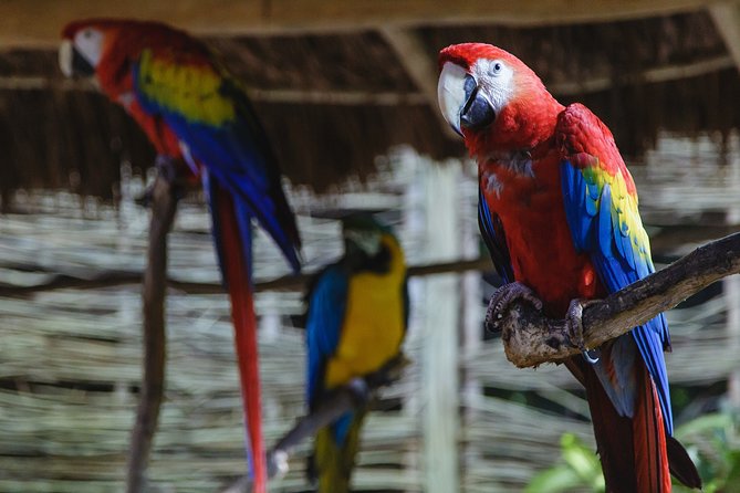 Cancun Extreme Zipline Canopy Tour - What the $108.50 price really buys