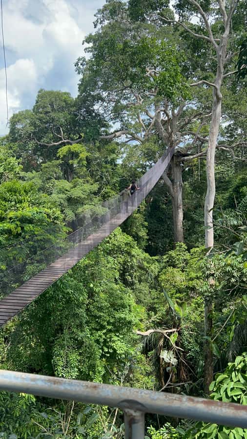 Canopy Tower, Zipline, Kayak, and Monkey Island … - Starting in Puerto Maldonado