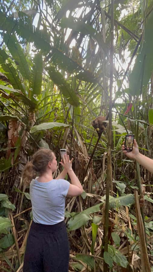 Canopy Tower, Zipline, Kayak, and Monkey Island … - Crossing the canopy bridge and flying twice