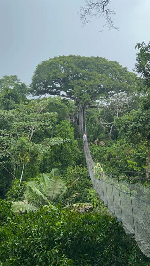 Canopy Tower, Zipline, Kayak, and Monkey Island … - Walking to the lupuna tree and canopy tower