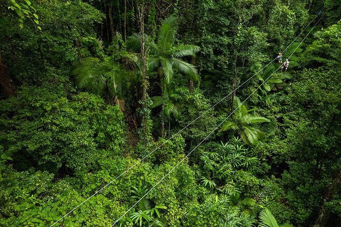 Cape Tribulation & Ziplining: Ultimate Daintree - Lunch at a rainforest retreat