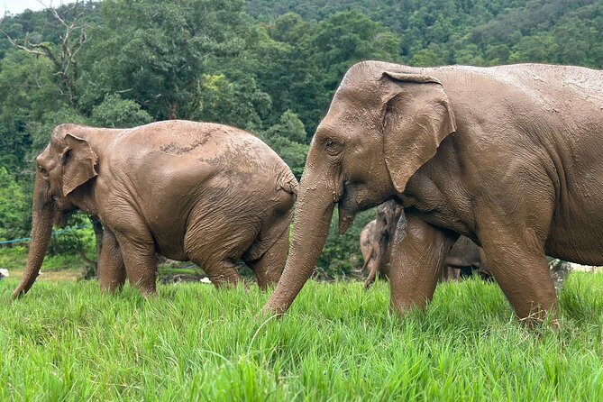 Chiang Mai 3 in 1 Zipline, Elephants and Sticky Waterfall - Lunch in the middle of the adventure