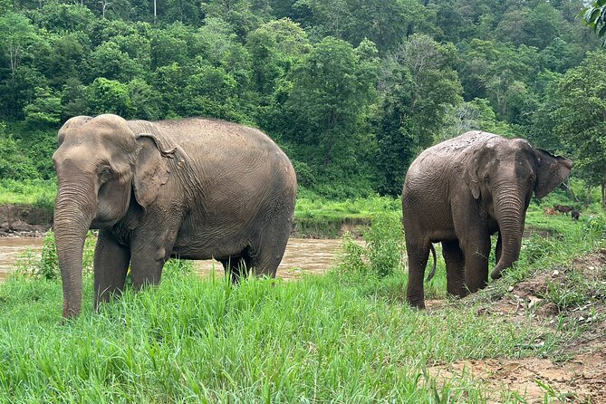 Chiang Mai 3 in 1 Zipline, Elephants and Sticky Waterfall - What the $120.06 price really covers
