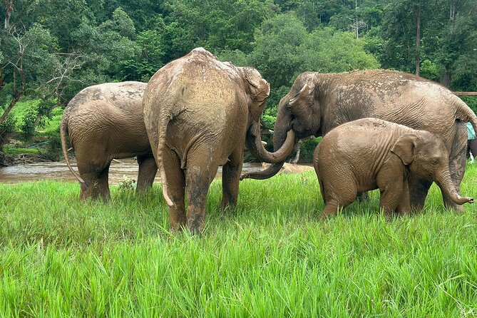 Chiang Mai 3 in 1 Zipline, Elephants and Sticky Waterfall - Guides, transport, and the pace of the day