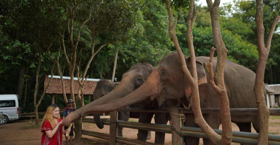 Chiang Mai: National Elephant Care, Rafting, & Ziplines Trip - Making a herbal vitamin ball