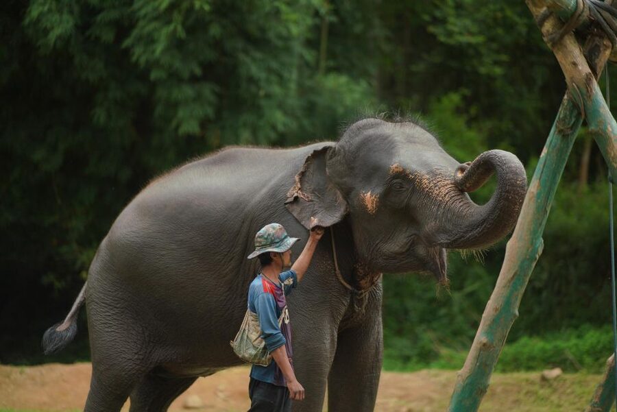 Chiang Mai: National Elephant Care, Rafting, & Ziplines Trip - Is $51 a fair price?