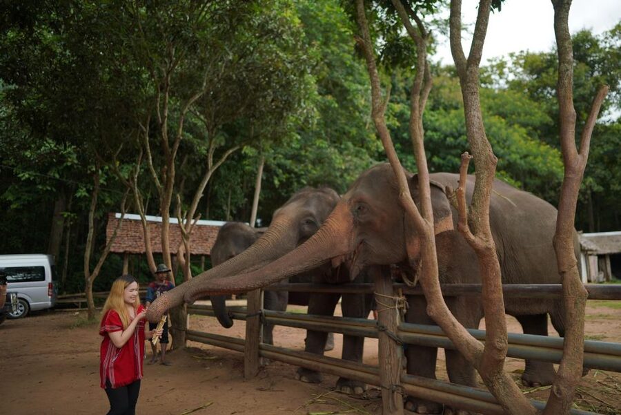 Chiang Mai: National Elephant Care, Rafting, & Ziplines Trip - Who should book this Chiang Mai outing?