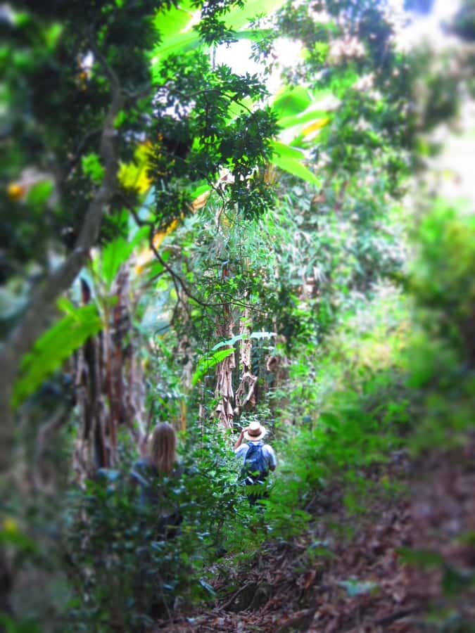 Chiang Mai: Tree House Stay & Jungle Zip-Lining - The guides can shape the whole experience