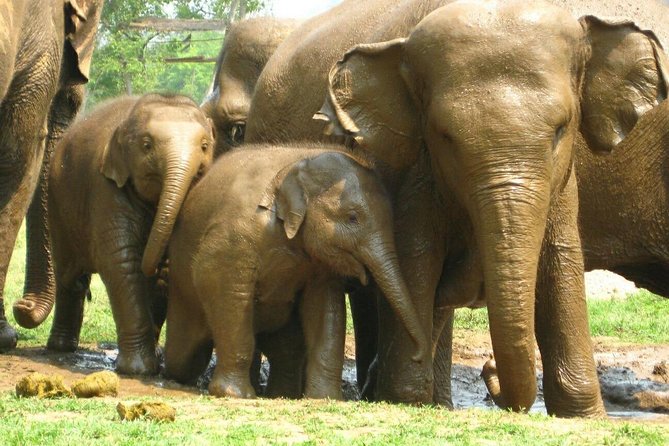Chiang Mai Zipline White Water Rafting and Elephant Sanctuary - Two hours at the elephant sanctuary