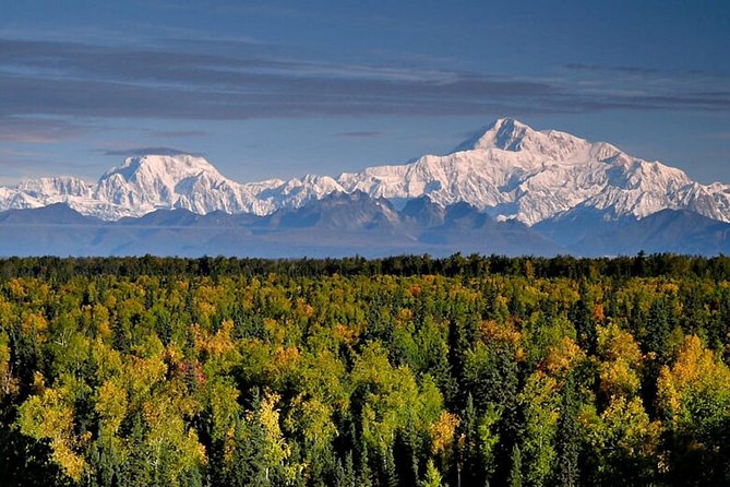 Denali Zipline Tour in Talkeetna, AK - Denali and the Alaska Range from above the trees