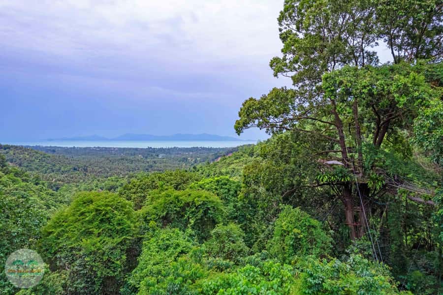 From Koh Samui: Tree Bridge Zipline and Café Experience - Key points to know before booking