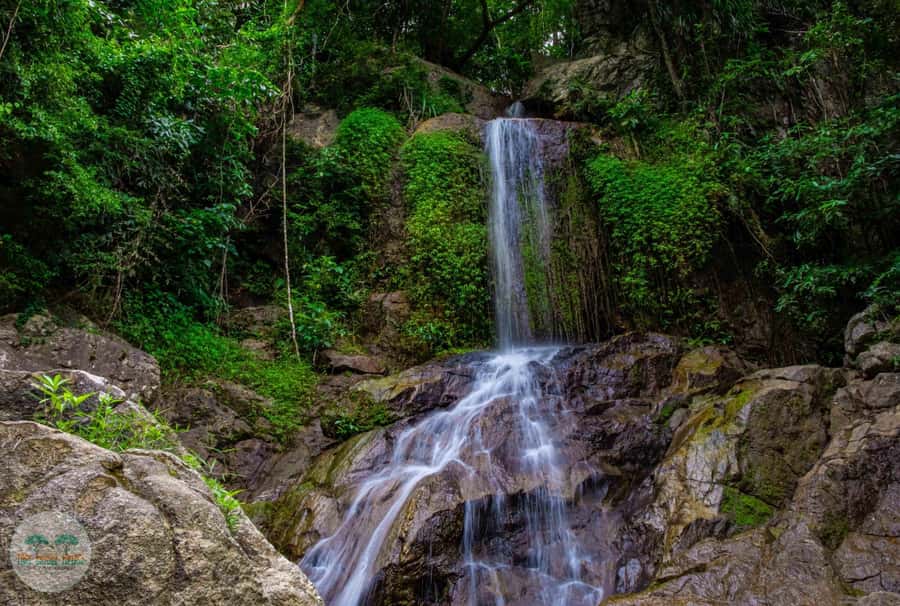 From Koh Samui: Tree Bridge Zipline and Café Experience - Why this Koh Samui zipline is worth considering