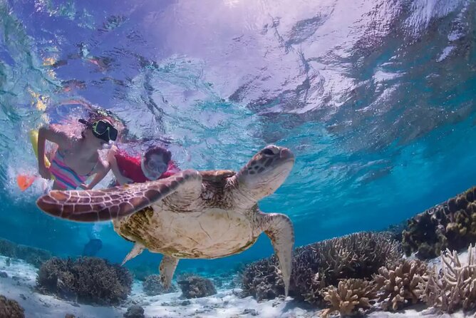 Full-dayTurtle Adventure: ATV, Zipline, Cenote & Turtle Swim - Taco lunch and a break in the hammocks