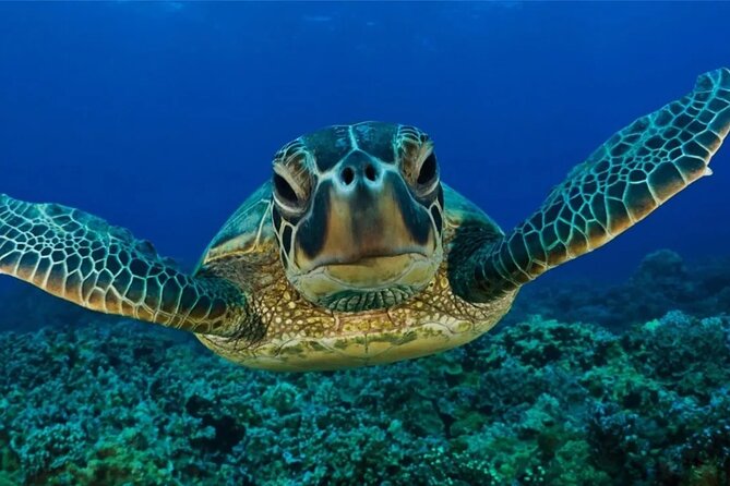 Full-dayTurtle Adventure: ATV, Zipline, Cenote & Turtle Swim - The real value of the $130 price