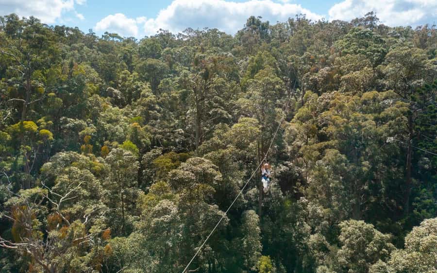 Gold Coast: Tamborine Mountain Canyon Flyer Zipline Tour - Who will enjoy this most