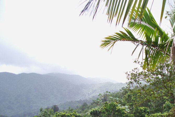 Half Day Tour in Rainforest Zipline Park with Transportation - Weather and cancellation rules