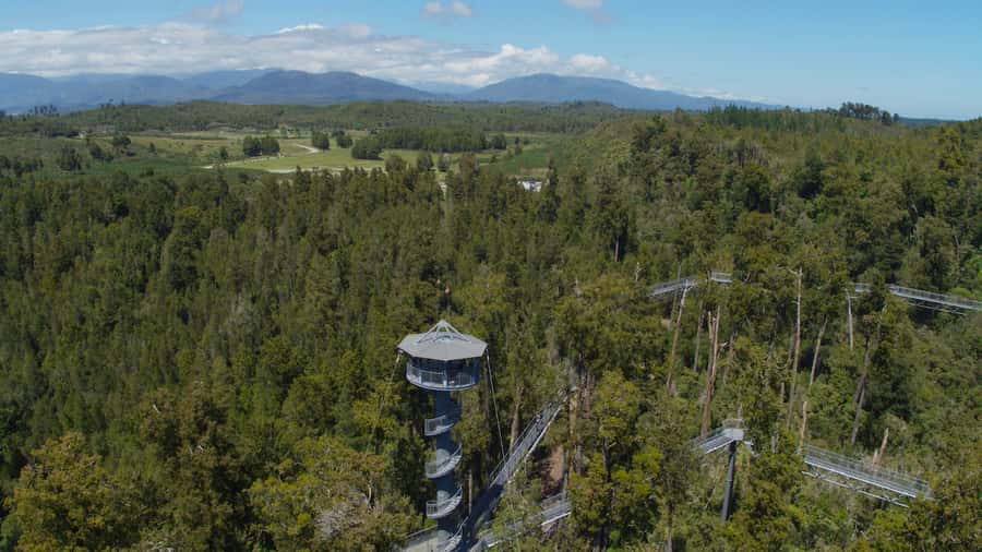Hokitika: West Coast Tree Top Tower Zip Line and Walk - Should you book the Hokitika treetop zip line?