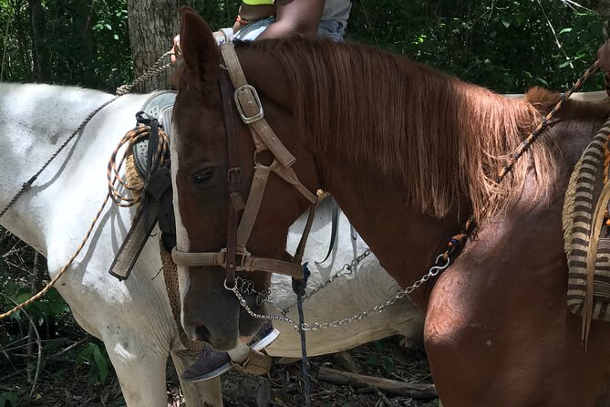 Horseback riding with ATV, zip lines and cenote, lunch and transfer - A quiet, short horseback ride