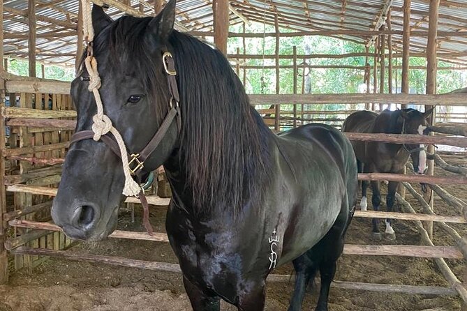 Horseback Riding Ziplines and Cenote Tour with Lunch - Key points at a glance