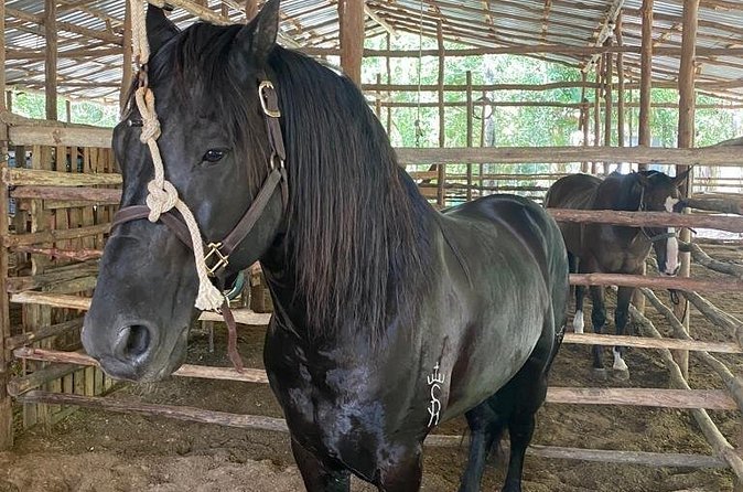 Horseback Riding Ziplines and Cenote Tour with Lunch - Horseback riding through the jungle