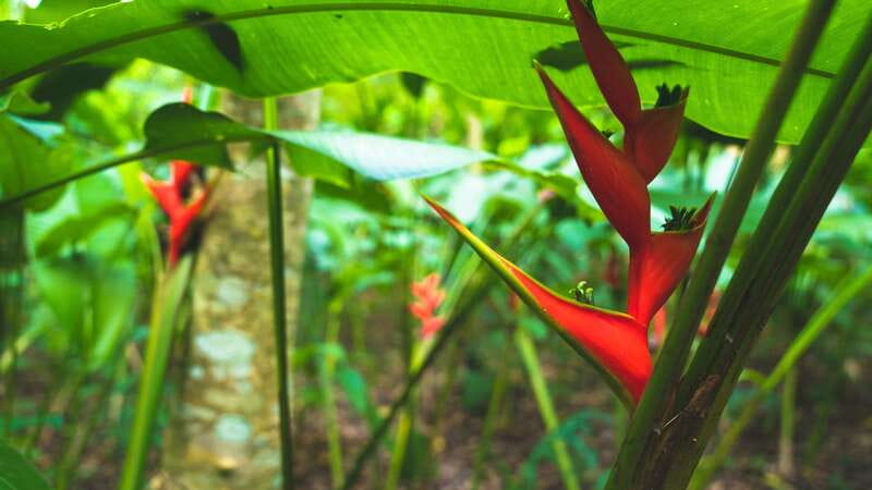 Huatulco: Nature Park with Fruit Tasting & Optional Zipline - The Magdalena River and Campana Waterfall