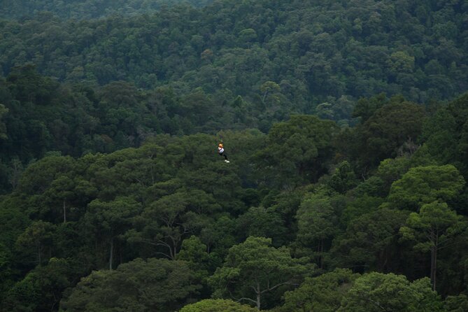 Jungle Flight Zipline Roller Coaster - Is $91.27 a fair price?