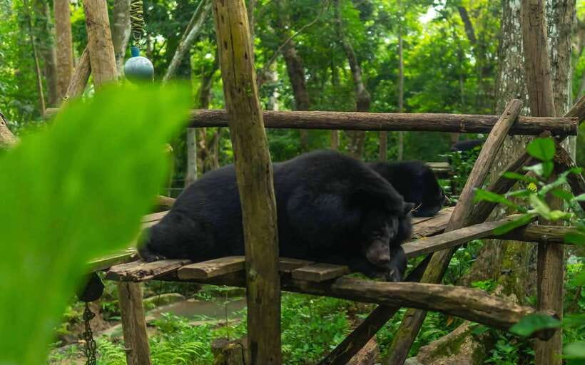 Kuang Si Waterfall, Tree Top Cafe, Ziplining - Five ziplines above the forest
