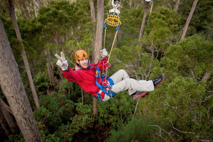 Launceston: Hollybank Forest Treetop Zip Lining with Guide - Six cables, one high forest adventure