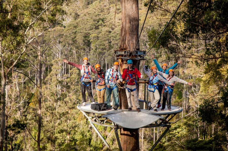 Launceston: Hollybank Forest Treetop Zip Lining with Guide - What happens on the six zip lines
