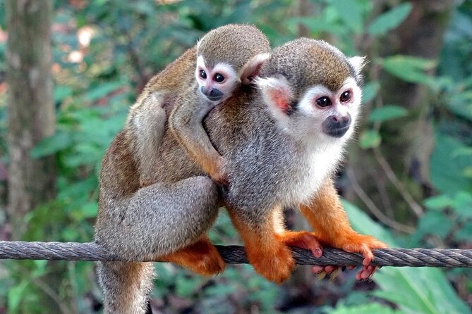 Monkey Enconter & Zip line Adventure - Two very different activities in El Choco