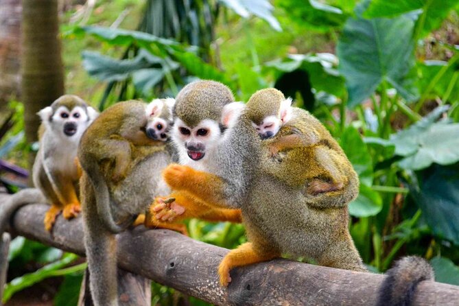 Monkey Enconter & Zip line Adventure - What to bring and what to leave behind