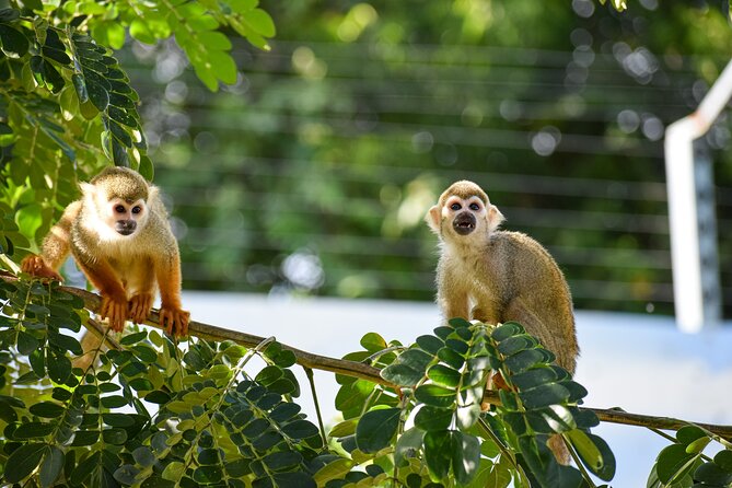 Monkey Encounter and Zip Line Tour from Amber Cove and Taino Bay - Five things to know before you book