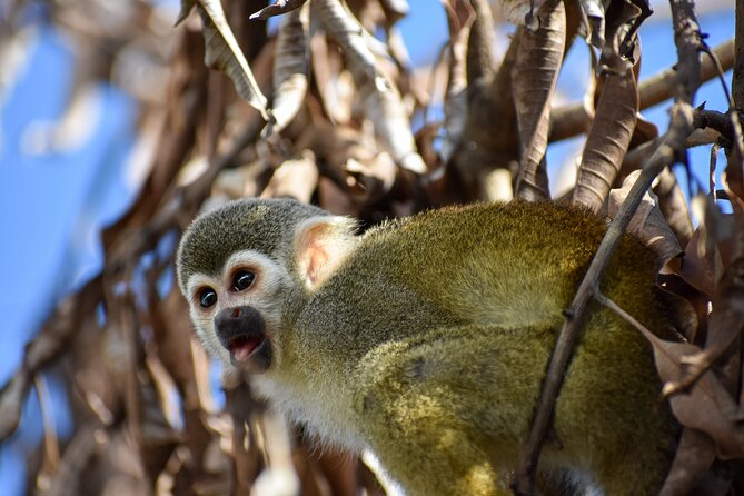 Monkey Encounter and Zip Line Tour from Amber Cove and Taino Bay - Dominican lunch, drinks, and local products