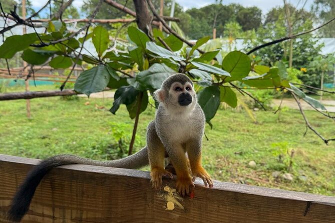 Monkey Encounter and Zip Line Tour from Amber Cove and Taino Bay - Eight zip lines at Country World Adventure Park