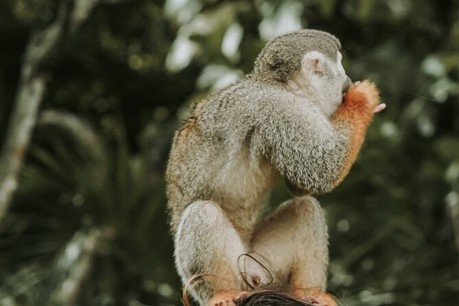Monkey Jungle with Zip line - Meeting the squirrel monkeys at Monkey Jungle