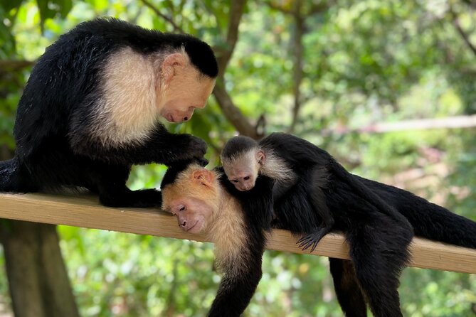 Monkey/Sloth Park + Zipline And City Tour In Roatan - Who will enjoy this tour most?