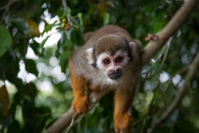 Monkeyland and Zipline Adventure from Puerto Plata