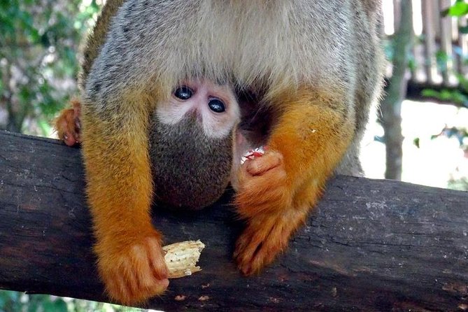 Monkeyland and Zipline Adventure from Puerto Plata - Coffee, cocoa, and local context add useful depth