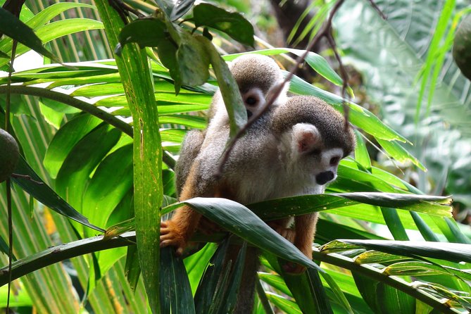 Monkeyland and Zipline Adventure from Puerto Plata - Food, drinks, and what to pack