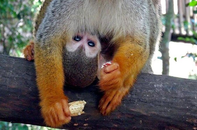 Monkeyland and Zipline Adventure from Puerto Plata - Who should choose this Puerto Plata excursion?