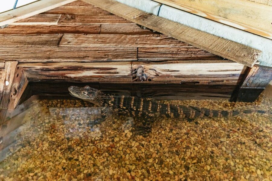 New Orleans: Swamp Zipline Tour - How the guides shape the day
