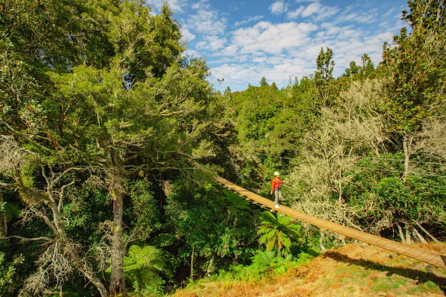Okere Falls: Zipline over Waterfalls Experience - Planting a tree for every booking