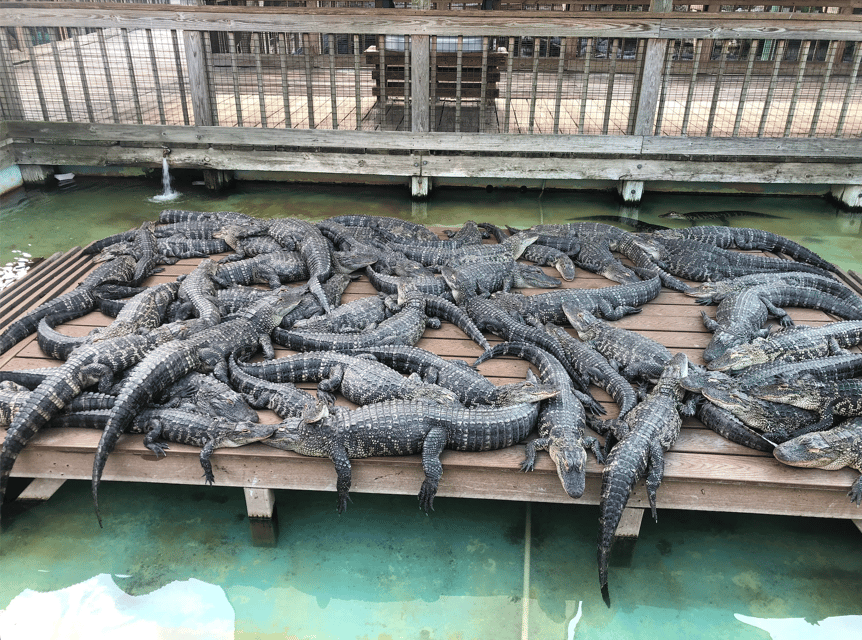 Orlando: Gatorland Zipline Adventure w/ Full-Day Park Access - Who will enjoy this course most